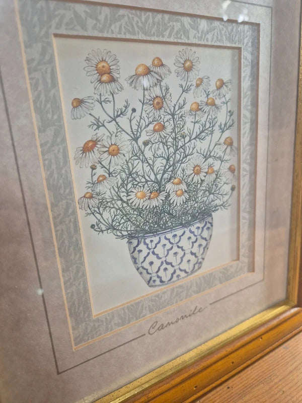 set of 4 vintage herb prints