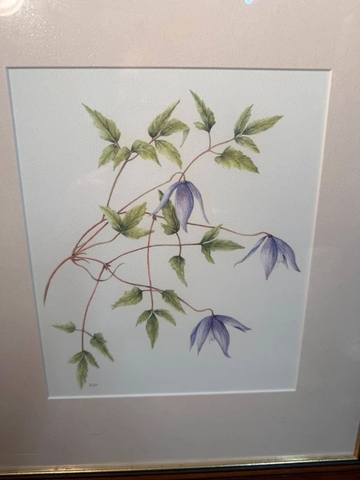 Clemetis Alpina Framed Drawing