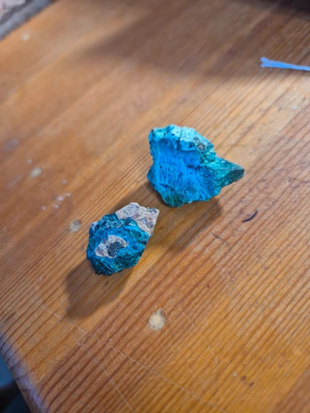 Chrysicola x2