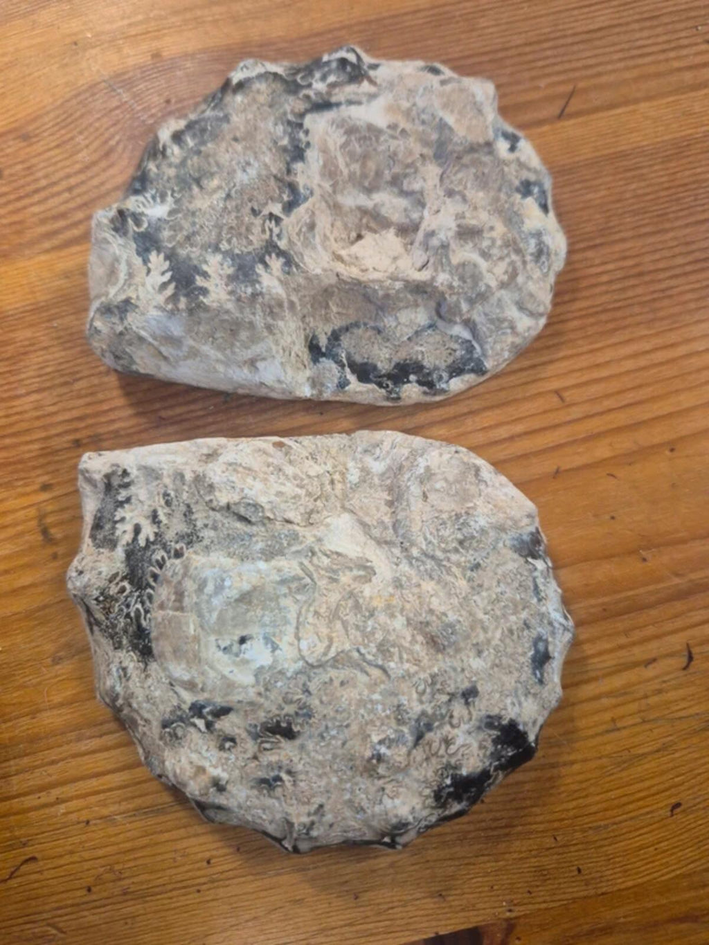 Ammonite polished halves