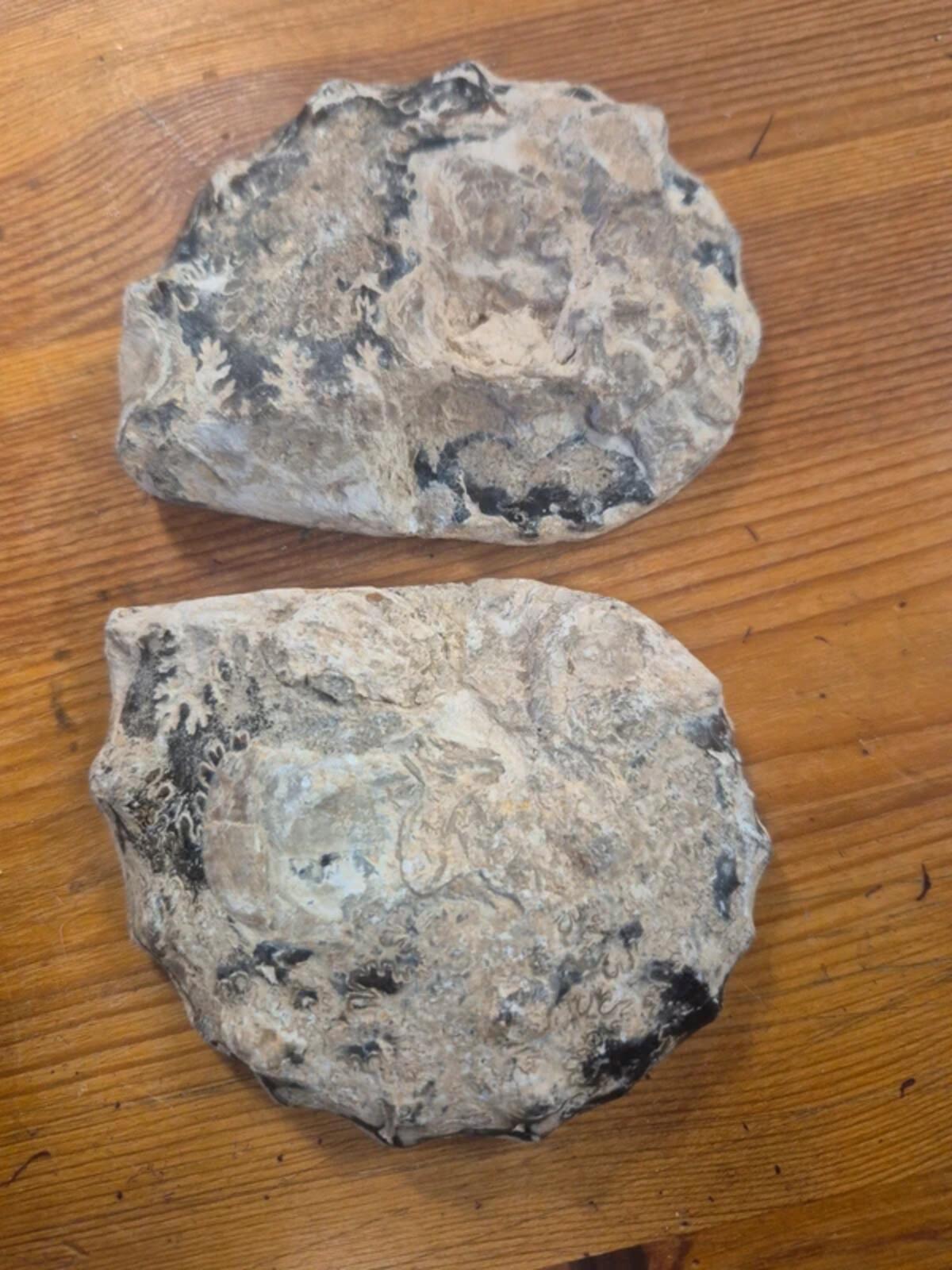 Ammonite polished halves
