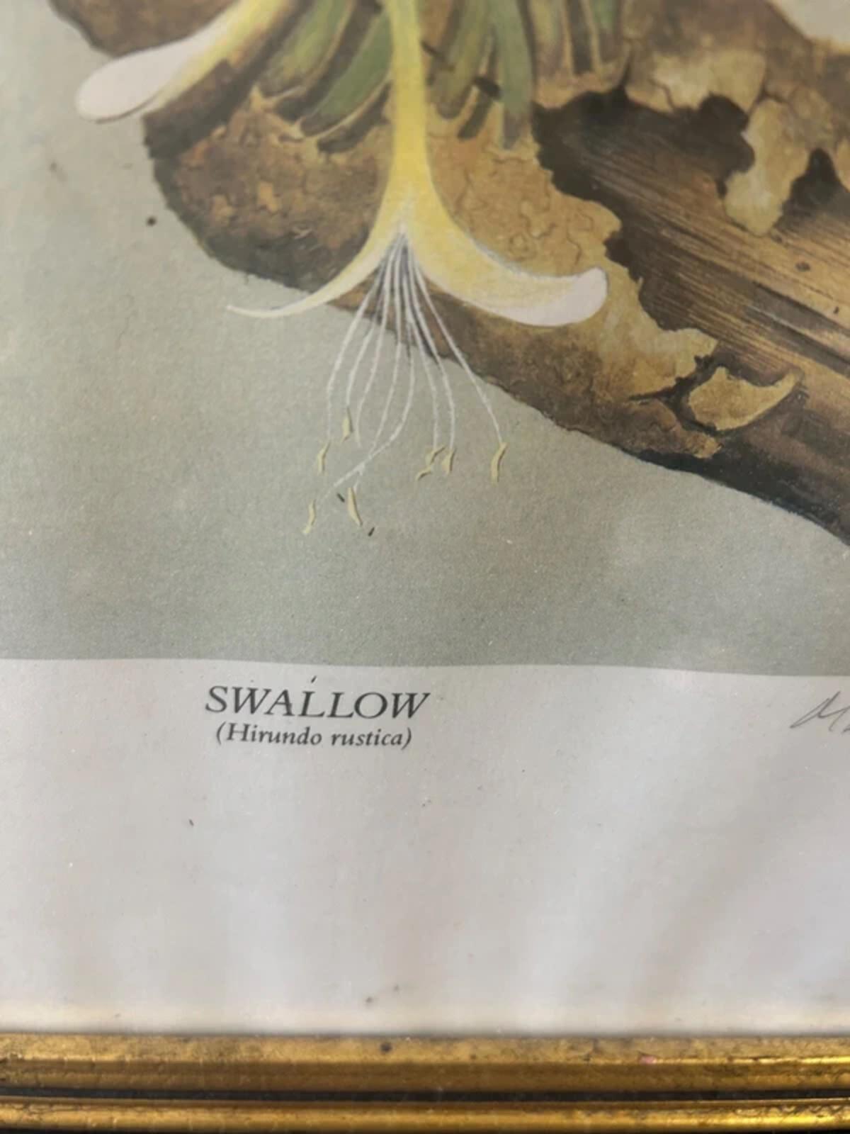 Michael B. Sawdy Swallow Framed and Signed Print