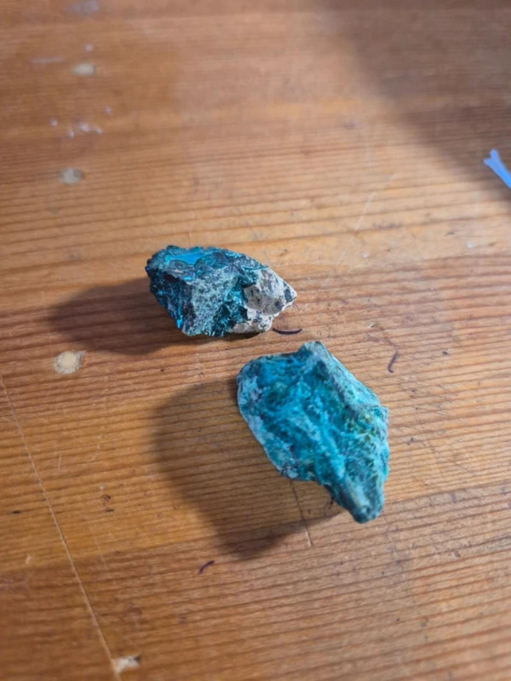 Chrysicola x2