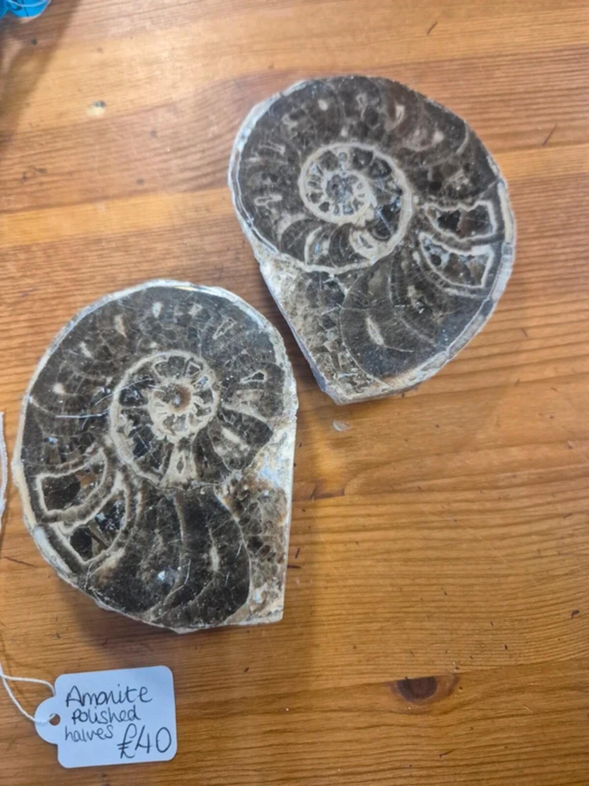 Ammonite polished halves