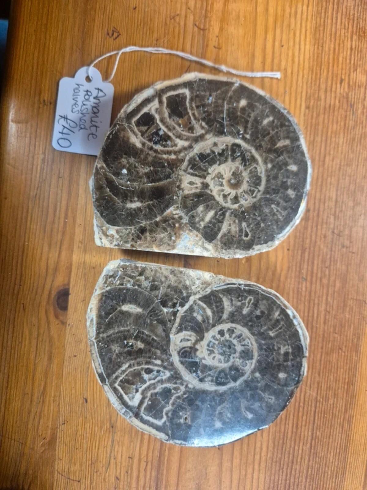 Ammonite polished halves