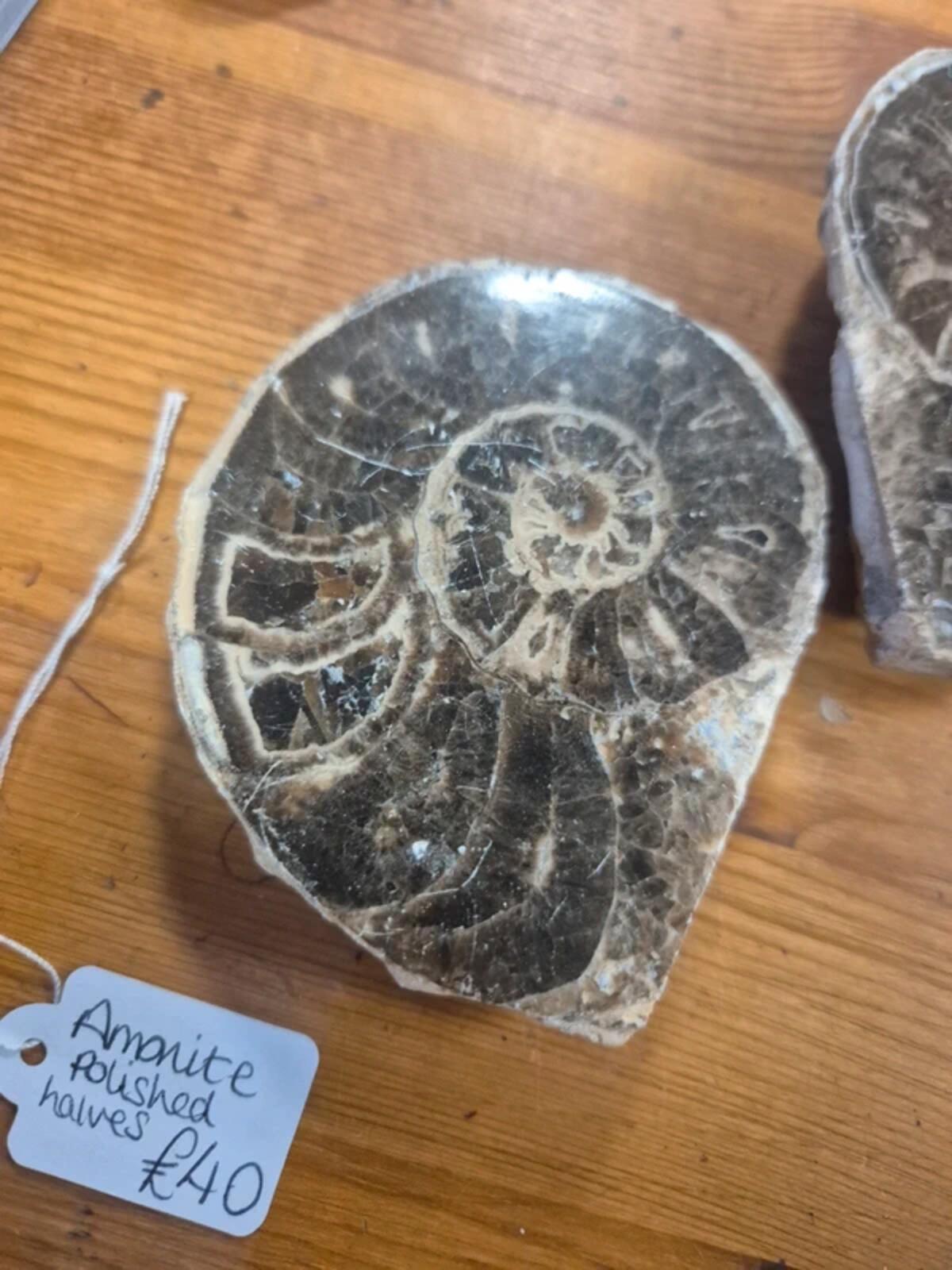 Ammonite polished halves