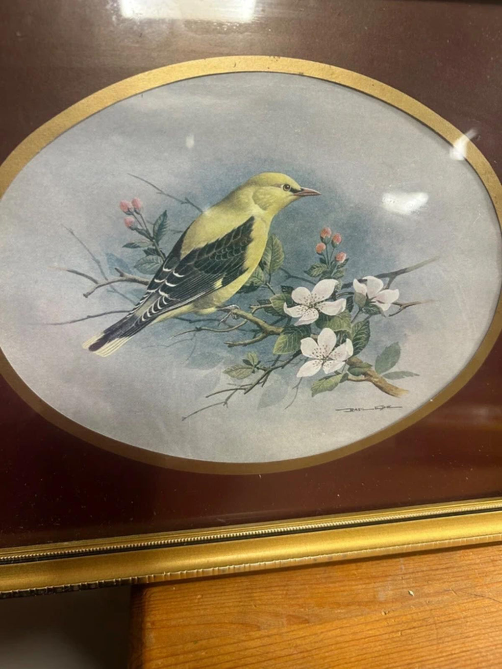 Basil Ede 'Goldfinch' Framed Print