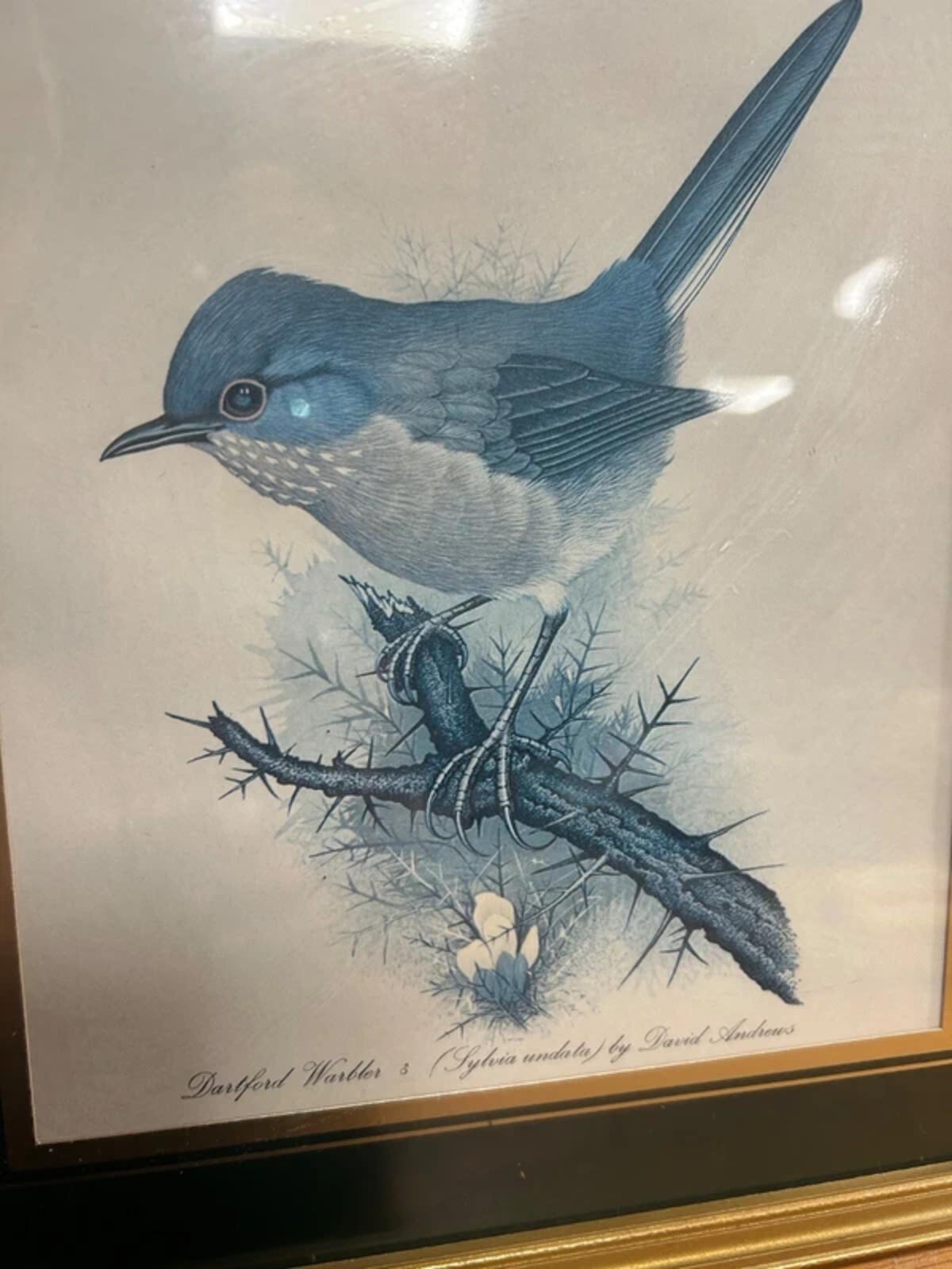 David Andrews 'Dartford Warbler' Framed Print