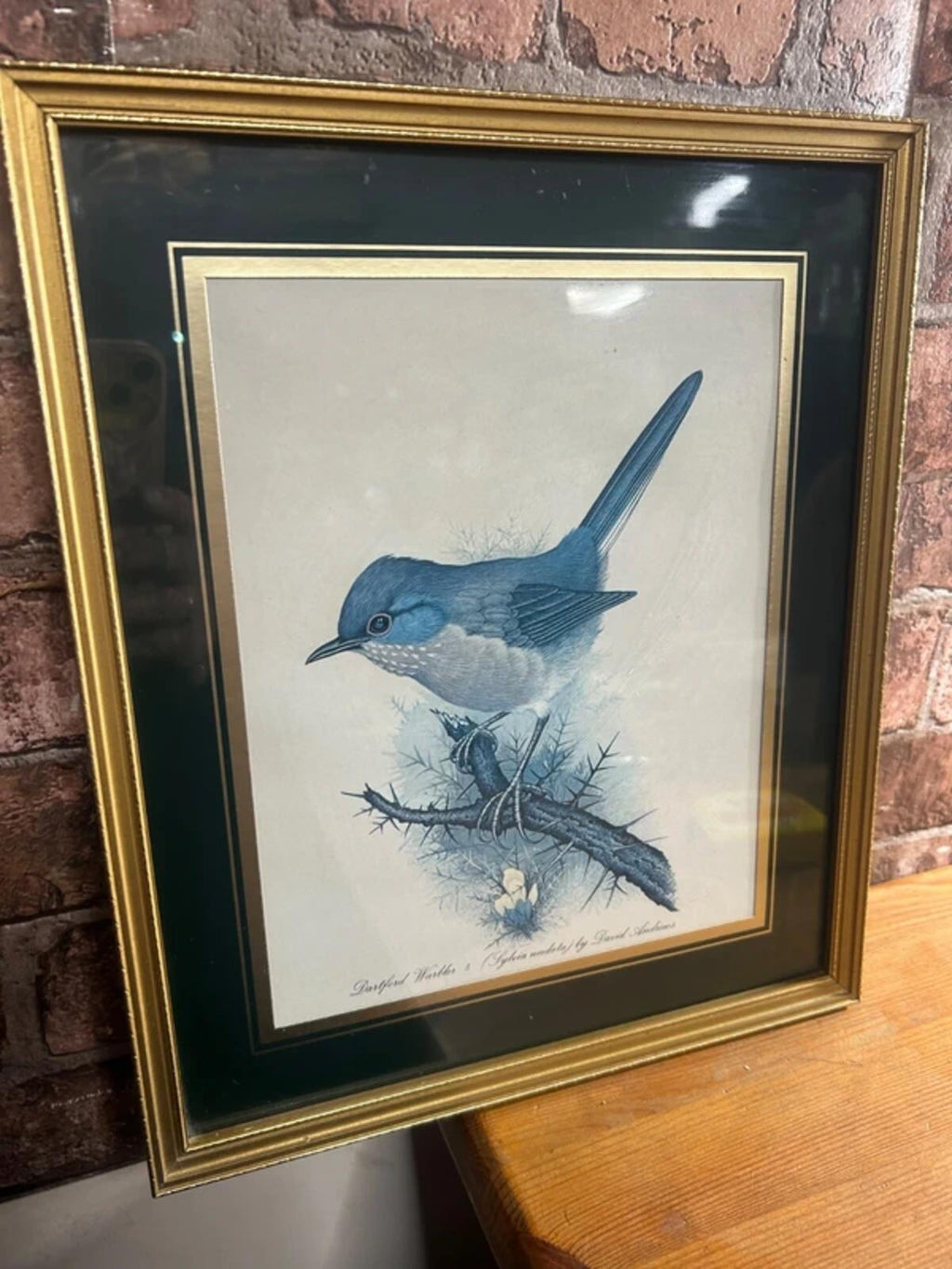 David Andrews 'Dartford Warbler' Framed Print