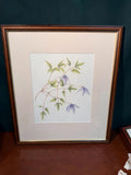 Clemetis Alpina Framed Drawing