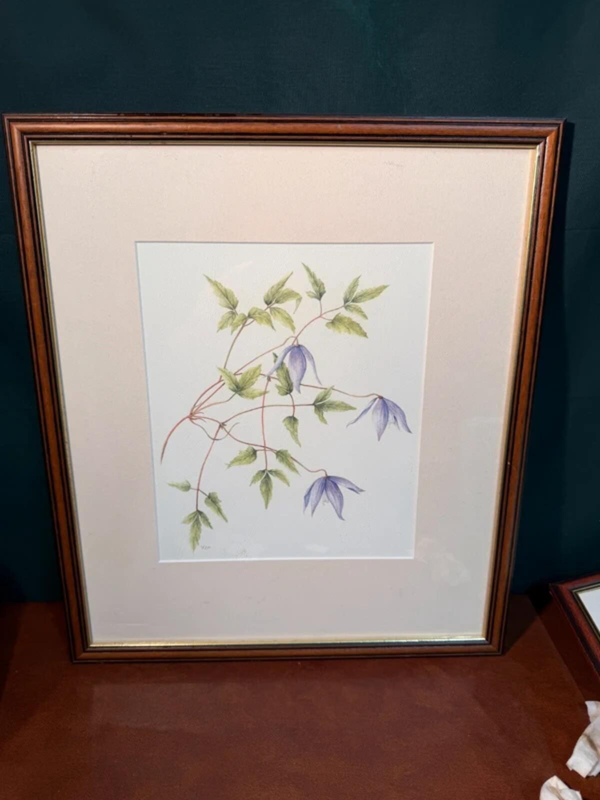 Clemetis Alpina Framed Drawing