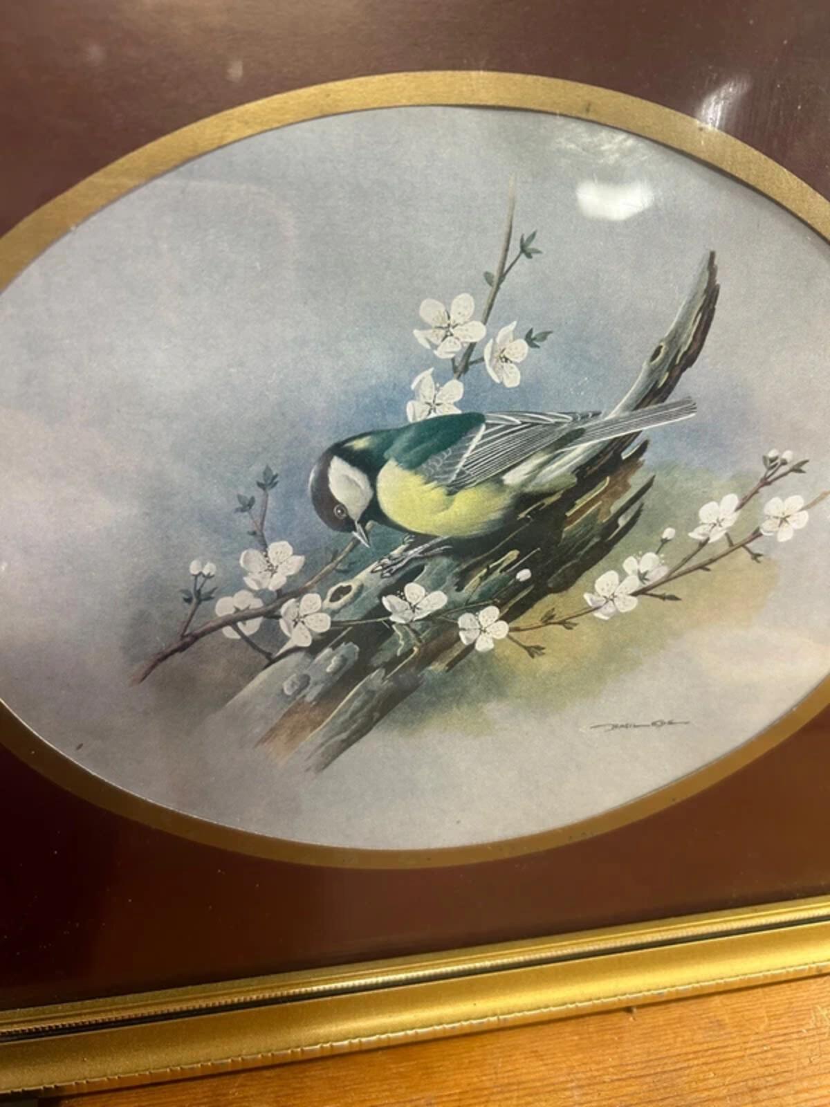 Basil Ede 'Great Tit' Framed Print