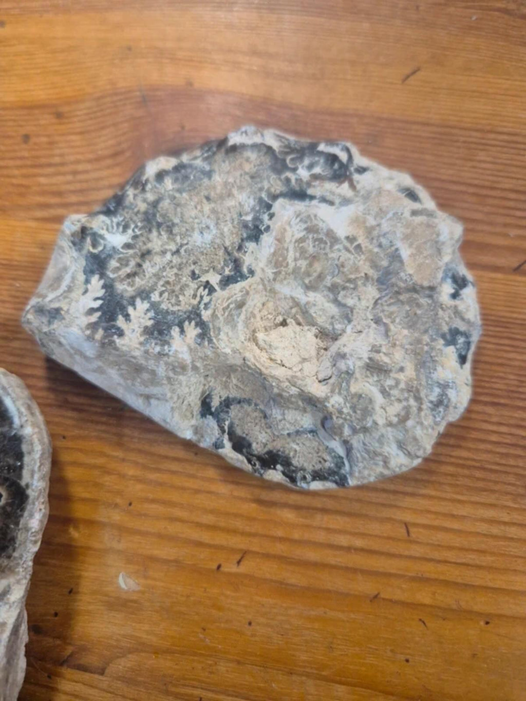 Ammonite polished halves