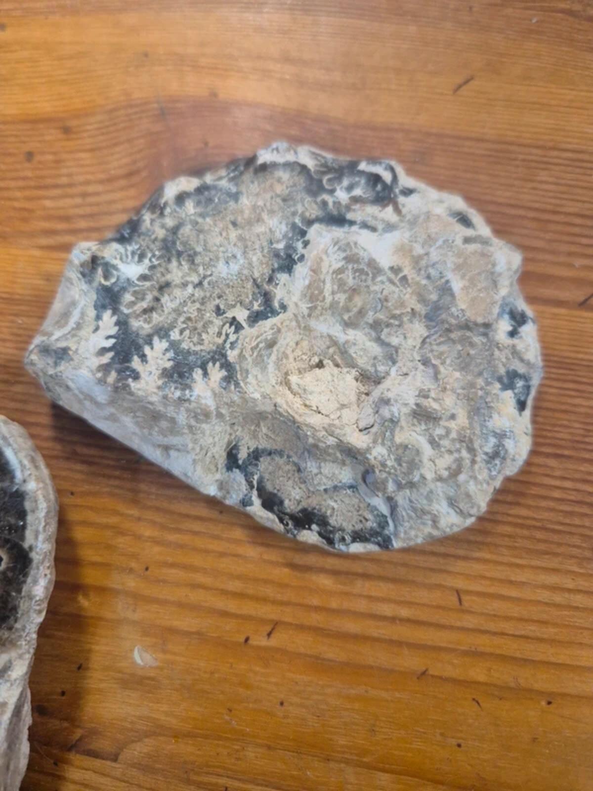 Ammonite polished halves