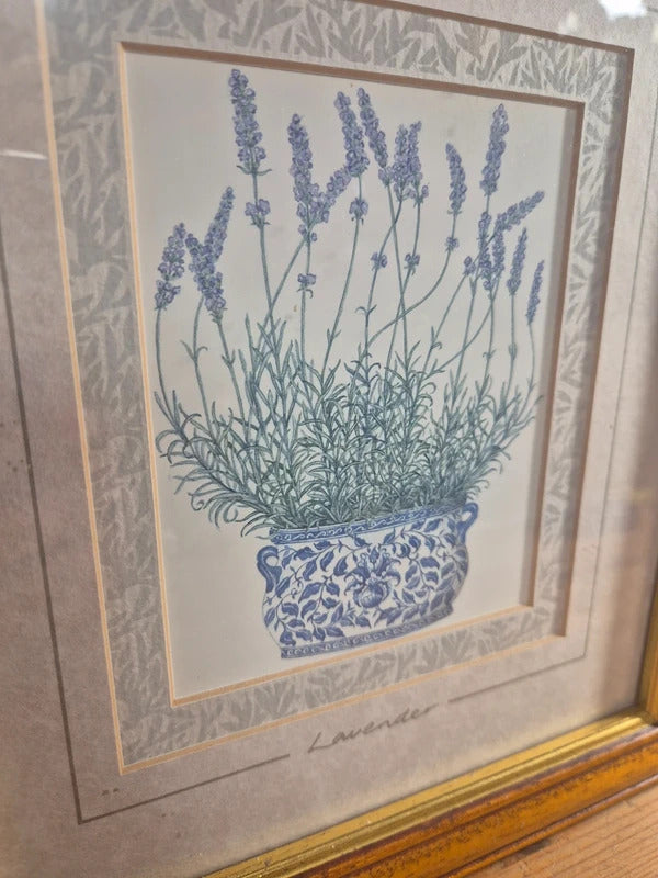 set of 4 vintage herb prints