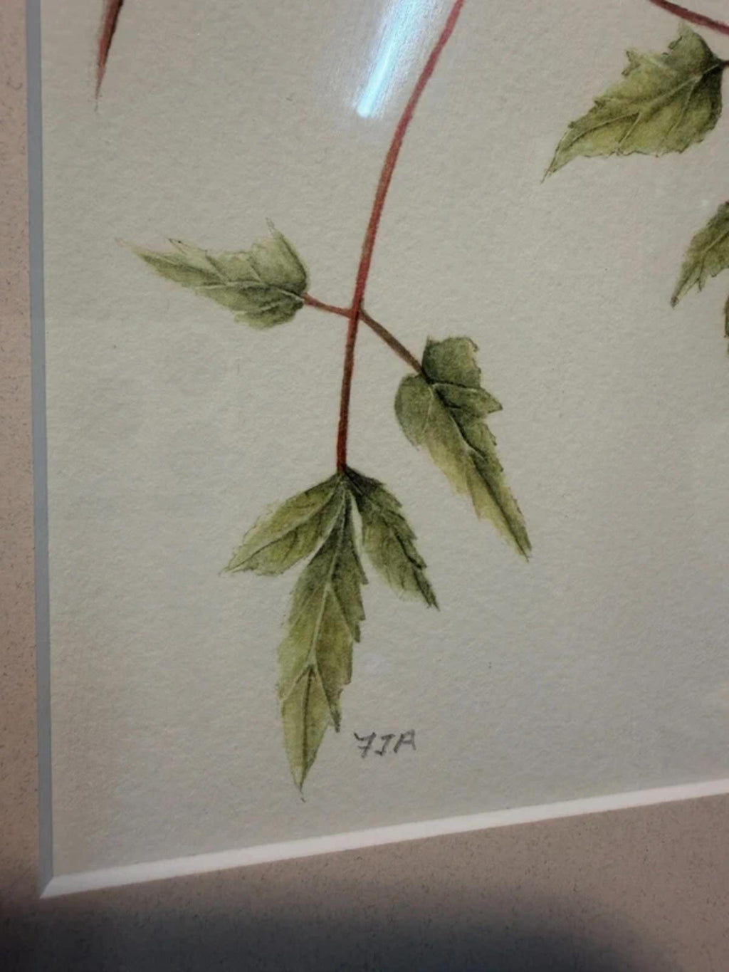 Clemetis Alpina Framed Drawing