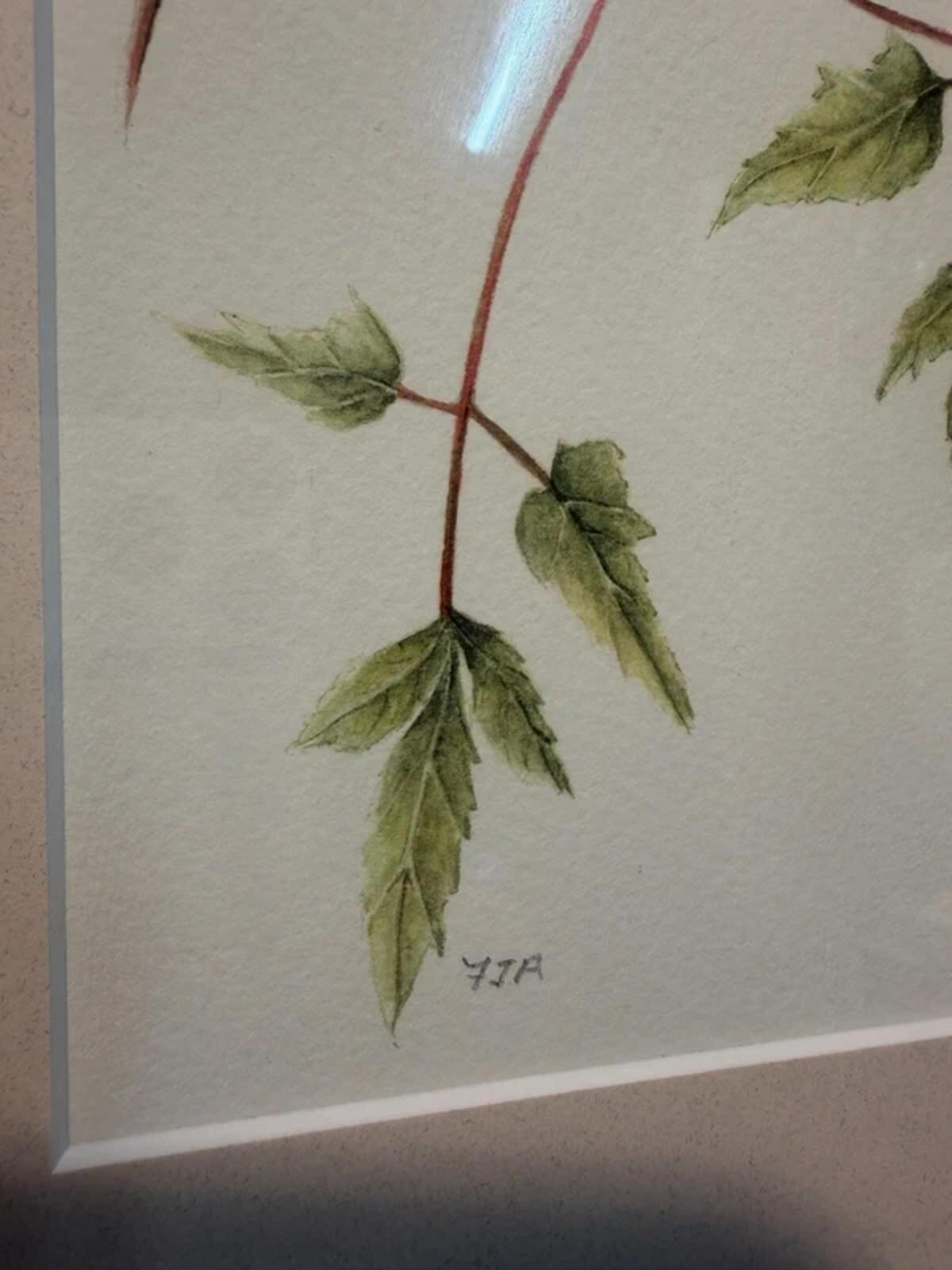 Clemetis Alpina Framed Drawing