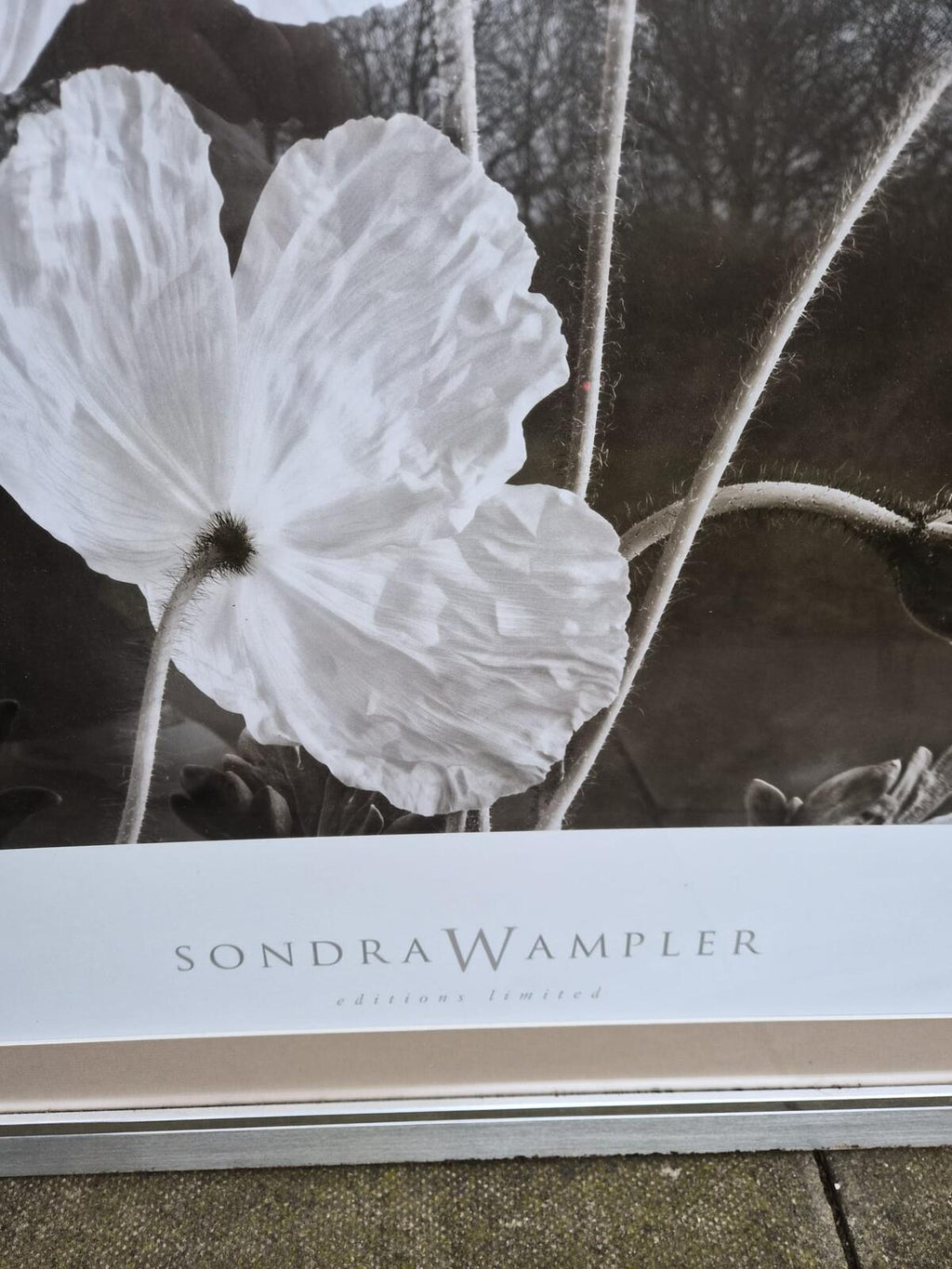 Sandra Wampler "Editions Ltd" Mounted and Framed Print