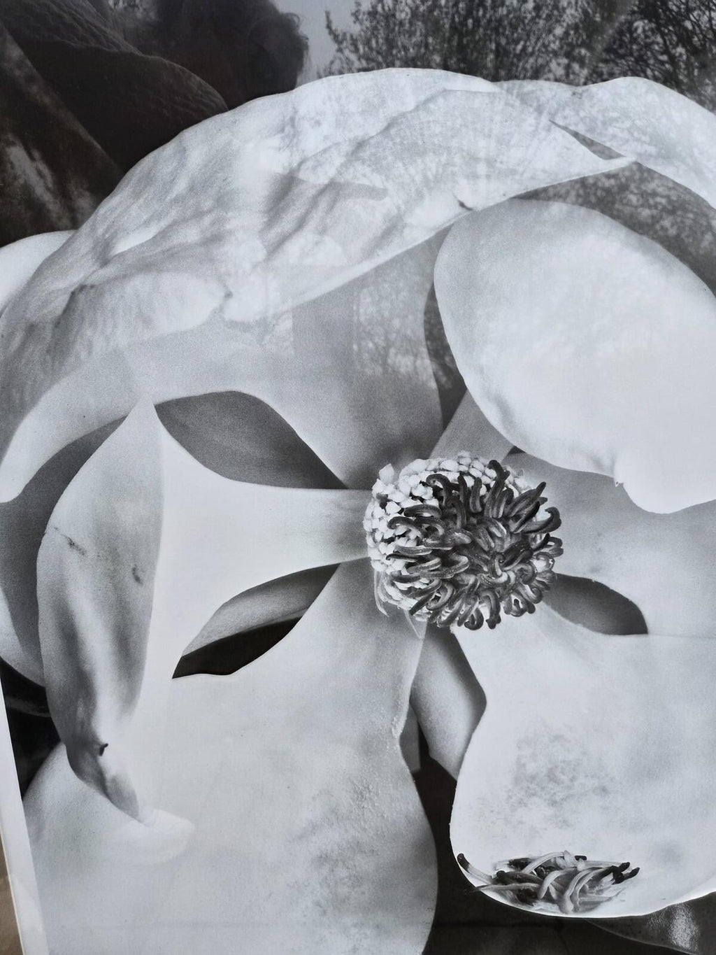 Sandra Wampler "Magnolia No 3" Mounted and Framed Print
