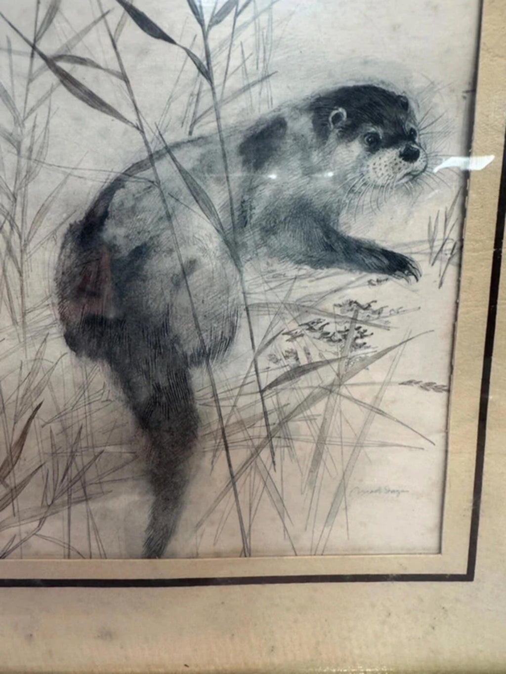Vintage Mads Stage 1970s Framed Animal Drawing Sketch
