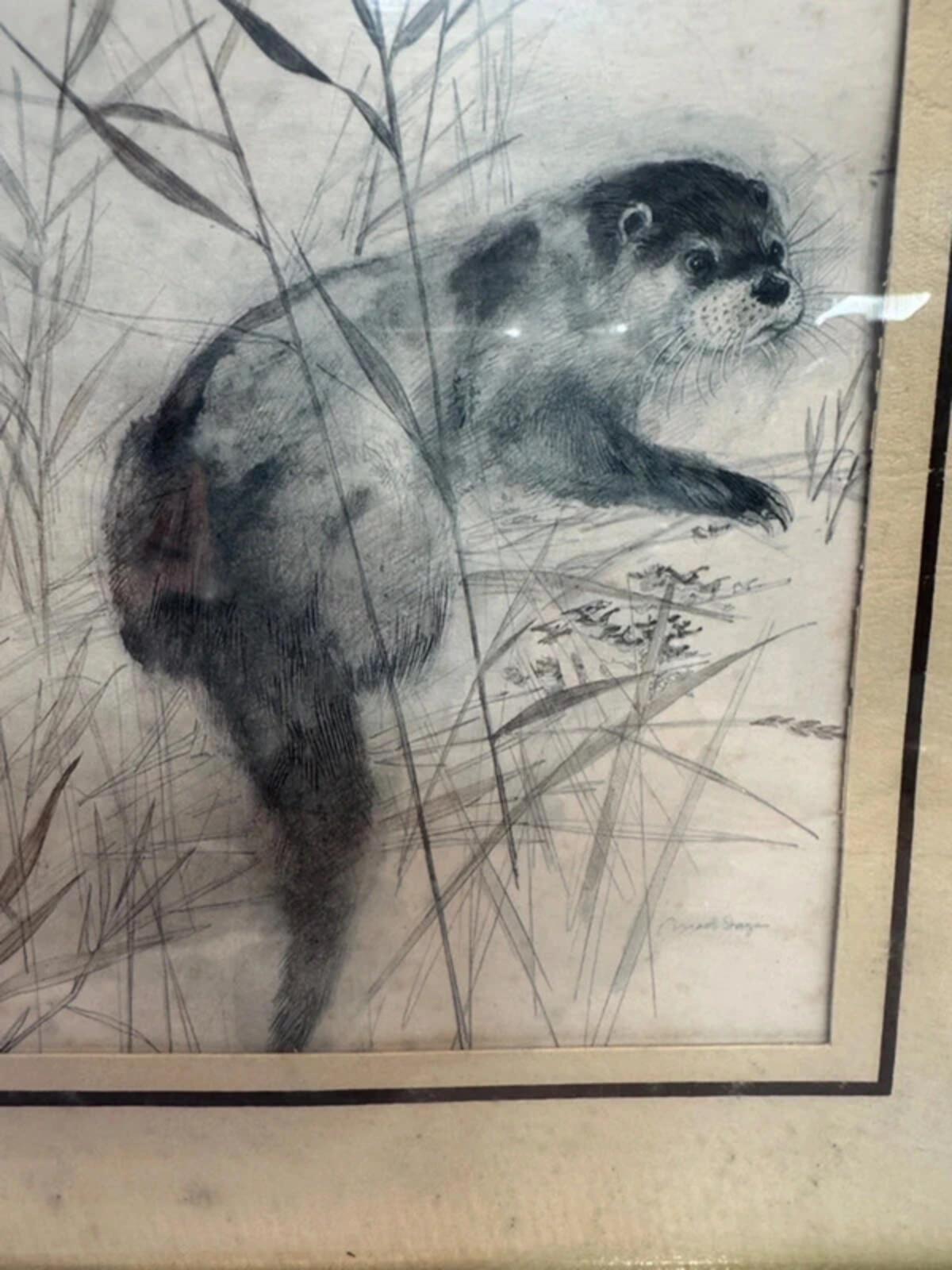 Vintage Mads Stage 1970s Framed Animal Drawing Sketch