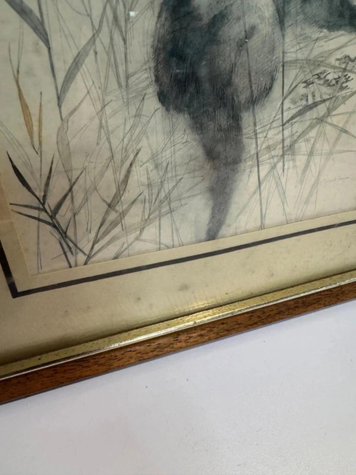 Vintage Mads Stage 1970s Framed Animal Drawing Sketch