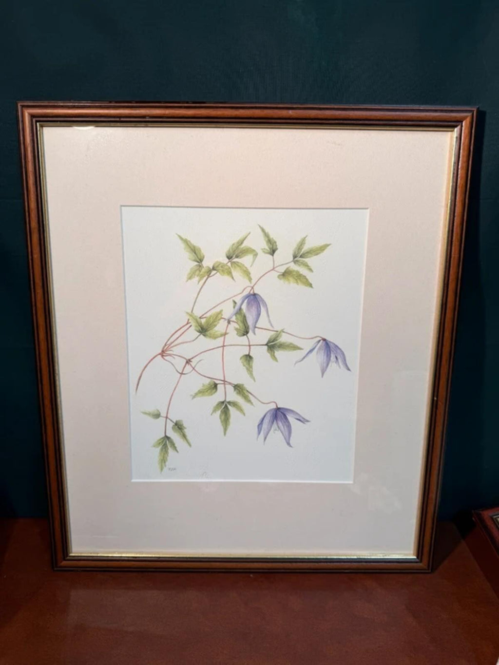 Clemetis Alpina Framed Drawing