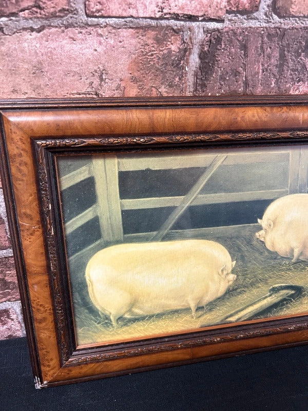 Vintage Three Prized Pigs Framed Print