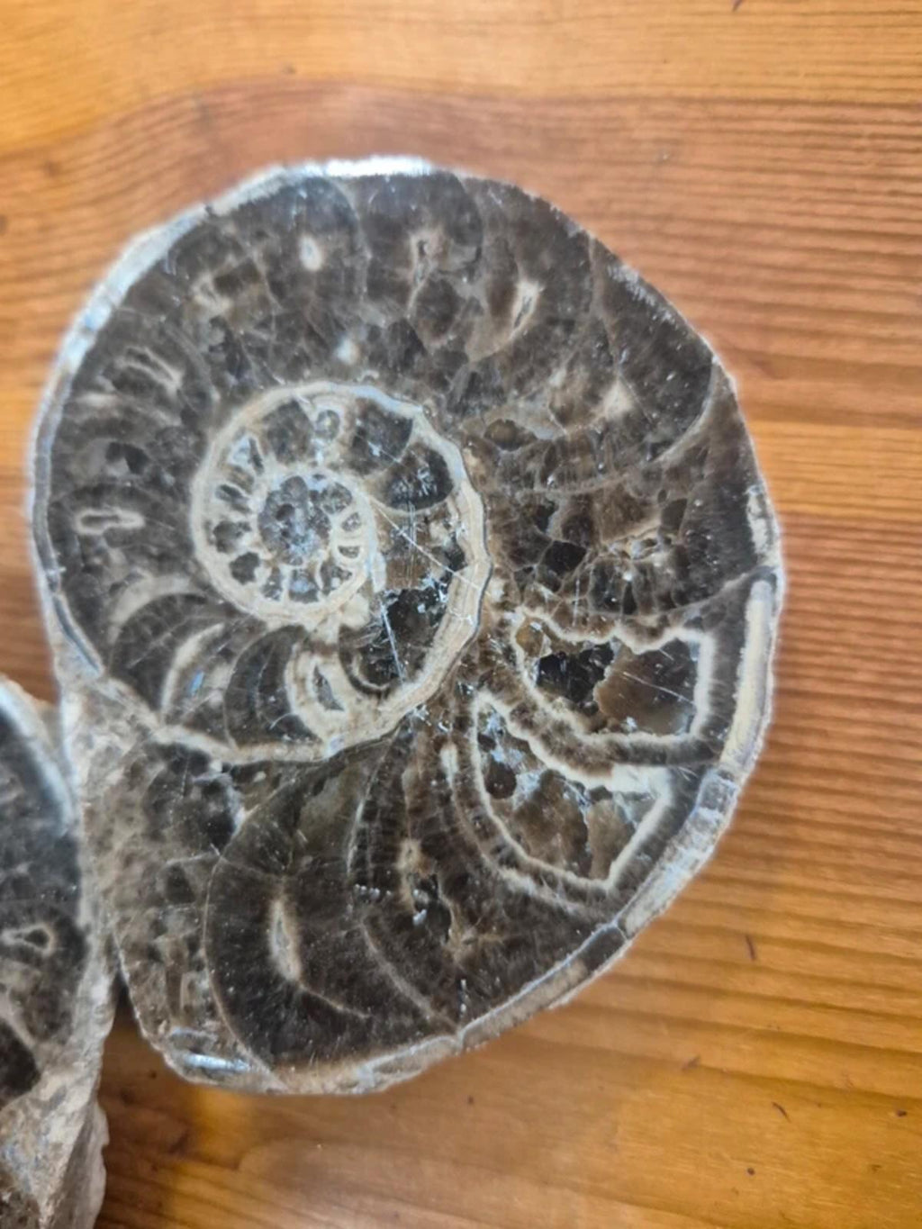 Ammonite polished halves