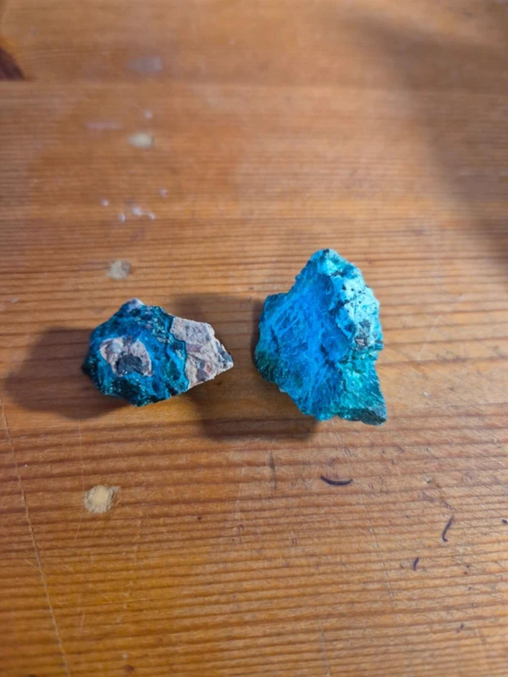 Chrysicola x2