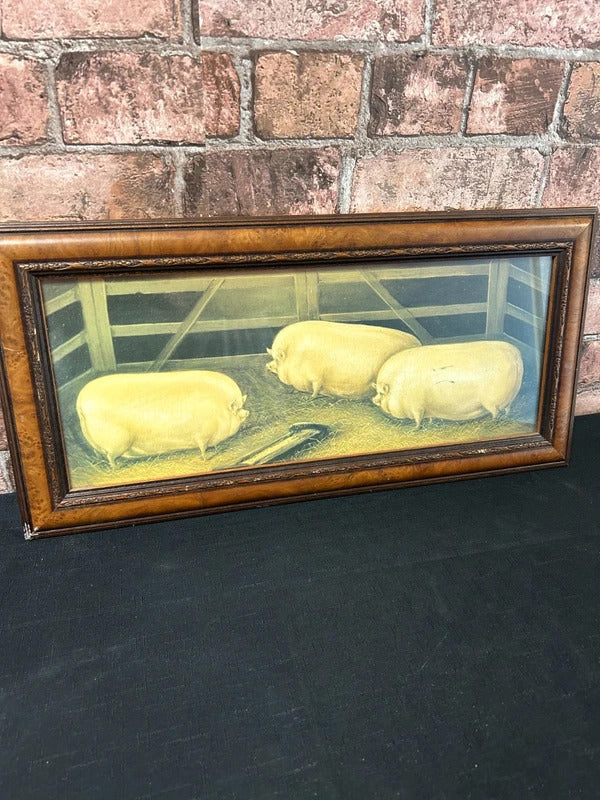 Vintage Three Prized Pigs Framed Print