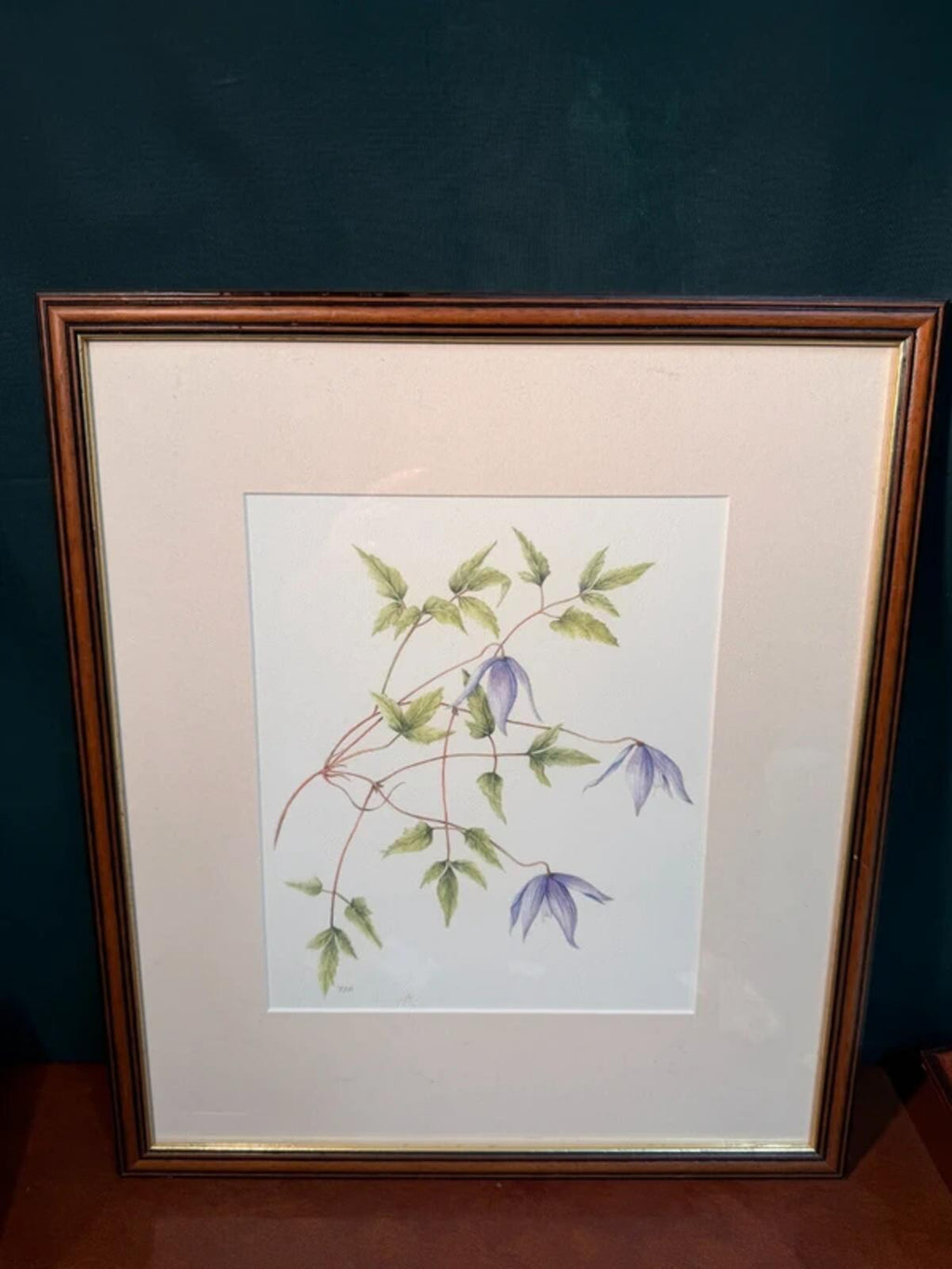 Clemetis Alpina Framed Drawing